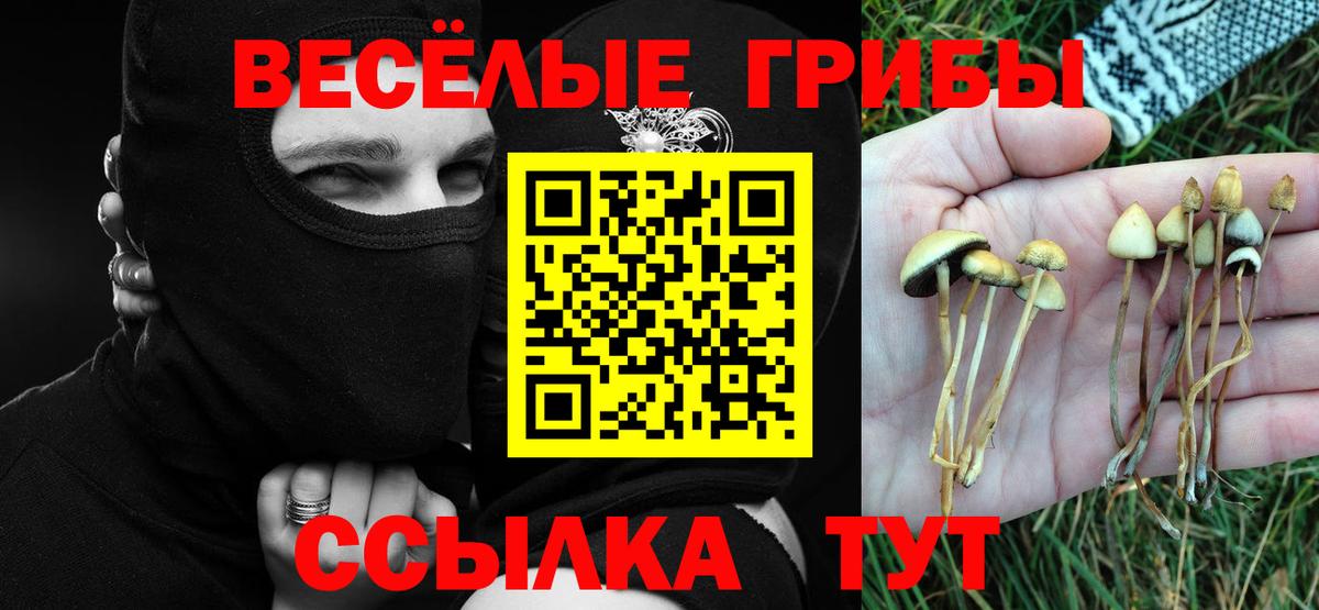 Псилоцибиновые грибы Psilocybe Дубна